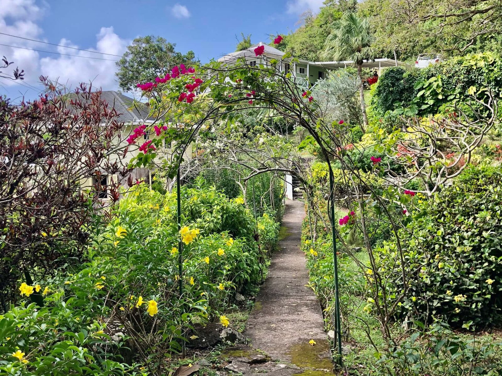 Lush tropical garden with vibrant flowers and a charming pathway leading to a hillside home in Nevis, showcasing beautiful landscaping and outdoor living spaces.