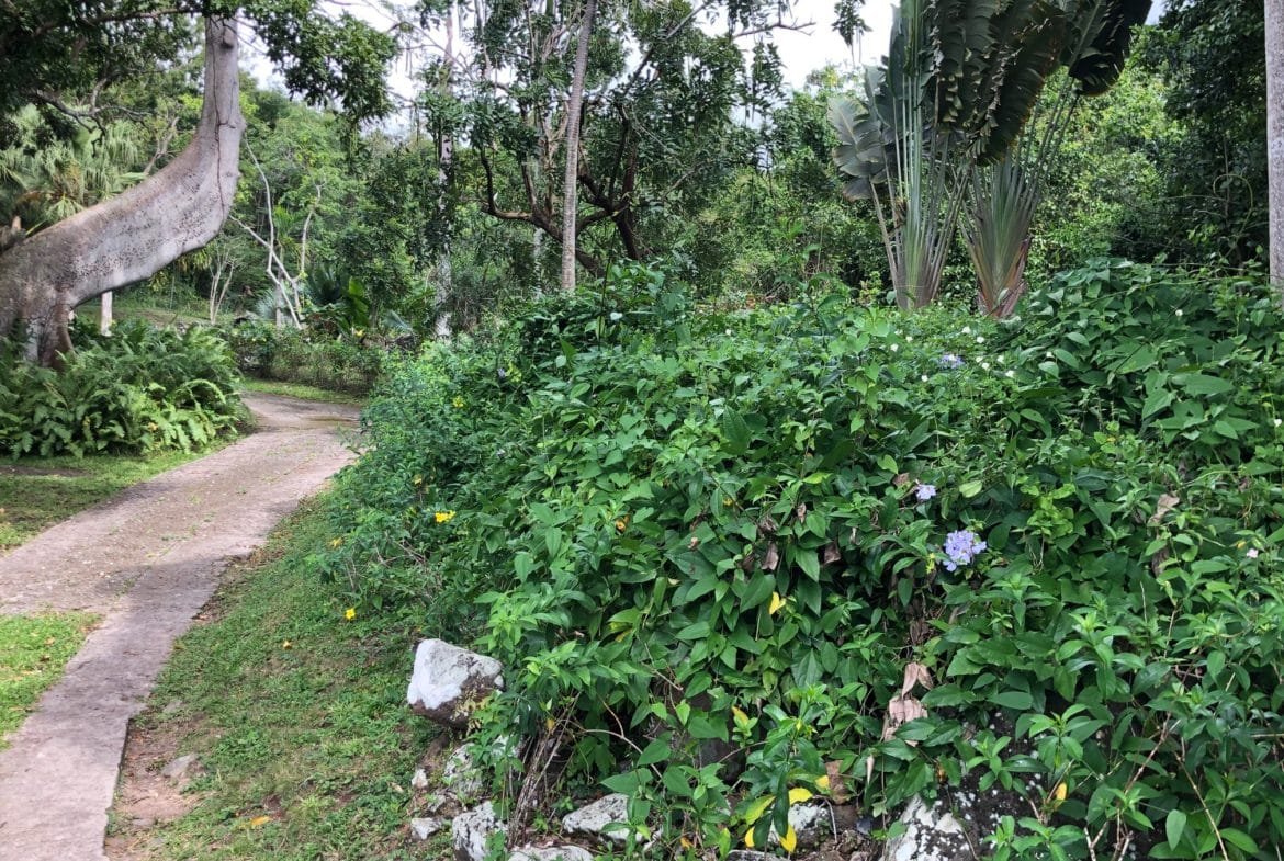 Lush green tropical garden with a winding stone pathway, vibrant plants, and trees, ideal for real estate property showcasing in Nevis.
