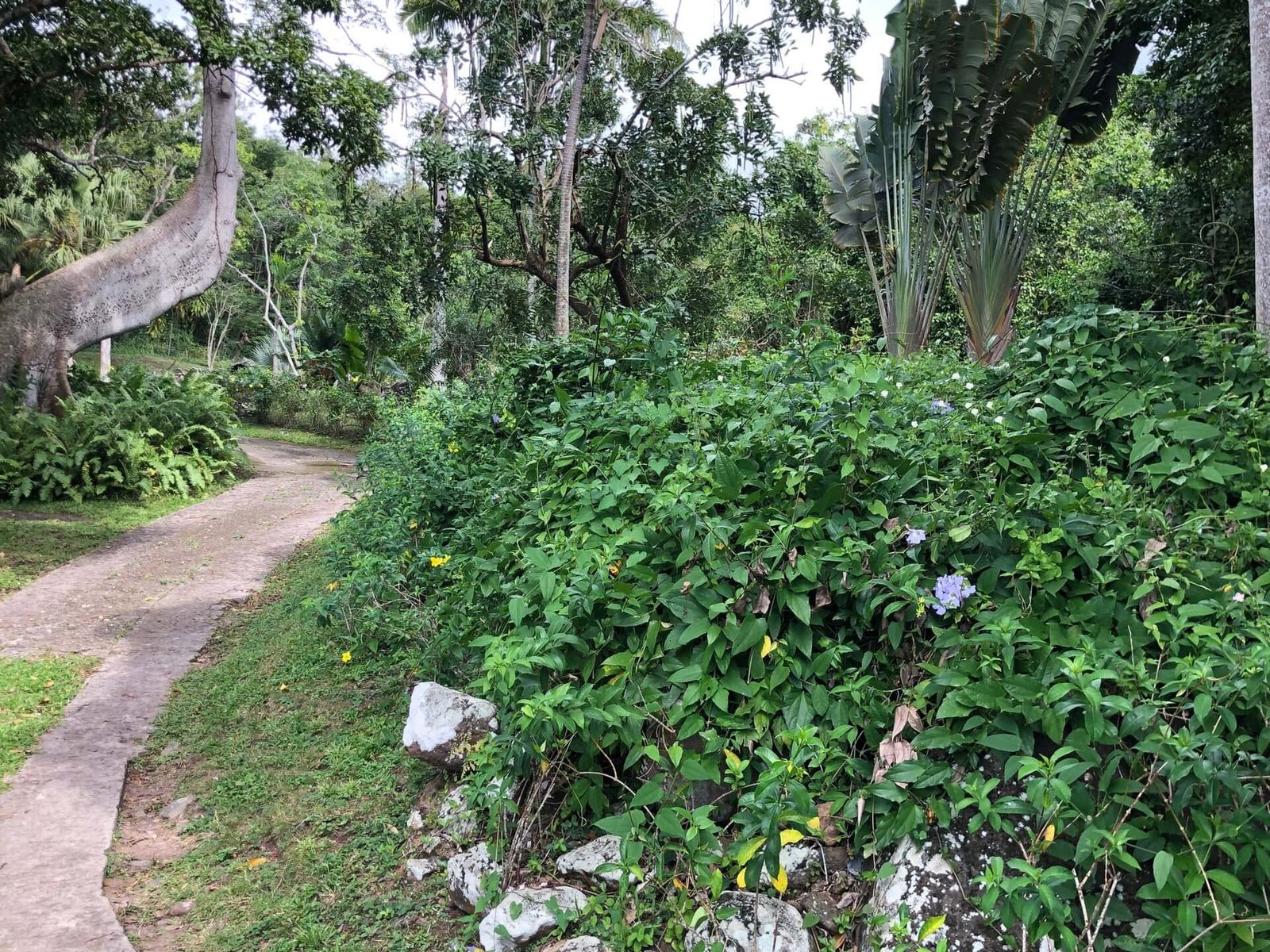Lush green tropical garden with a winding stone pathway, vibrant plants, and trees, ideal for real estate property showcasing in Nevis.