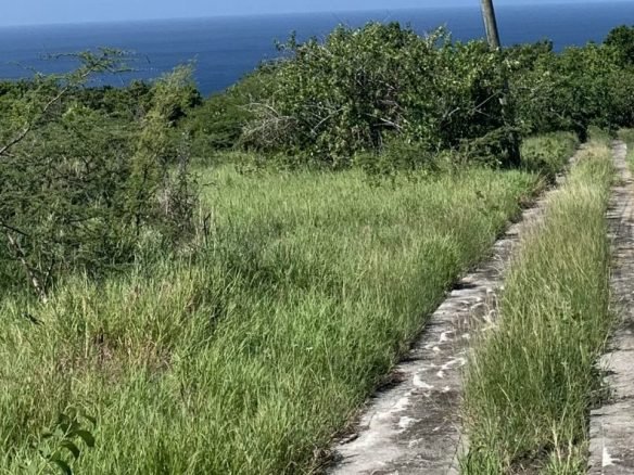 Overgrown grassy path leading to scenic ocean view, showcasing lush greenery and coastal landscape in Nevis, ideal for real estate and land development opportunities by 17 Degrees North Realtors.
